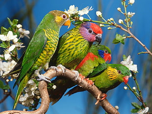 four green , red and yellow birds