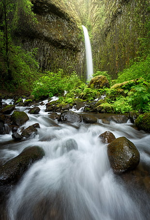 waterfalls surrounded by green plants and moss, dry creek
