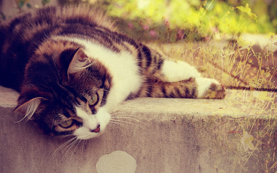 white and brown Tabby cat HD wallpaper