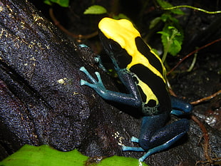 yellow and black frog HD wallpaper