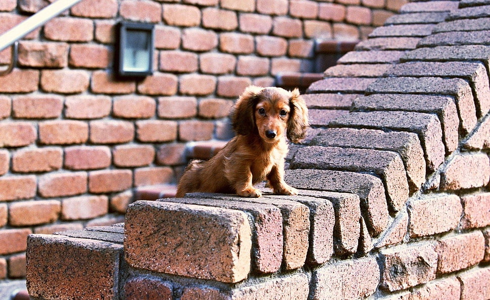 red long-haired Dachshund puppy on wall during daytime HD wallpaper