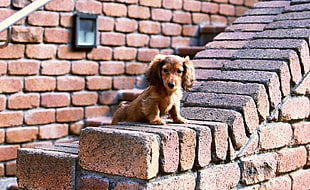 red long-haired Dachshund puppy on wall during daytime