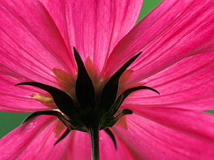 macro photography of red petaled flower