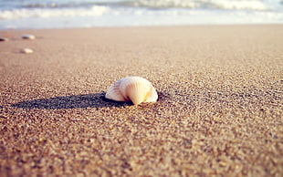 white shell on beach shore HD wallpaper