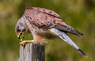 eagle eating on a brown wood pallet, grasshopper