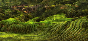 mountains covered by trees, field, rice paddy, terraces, villages