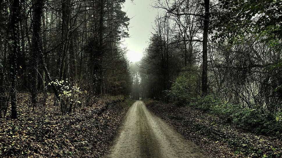 forest trail, nature, landscape, path, forest HD wallpaper