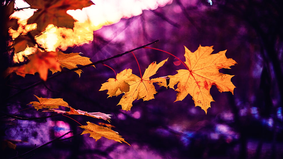 brown maple leaf in shallow focus lens HD wallpaper