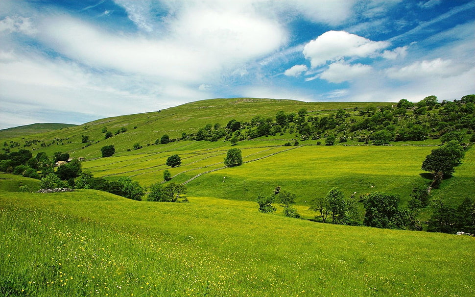 green grassy field over horizon HD wallpaper