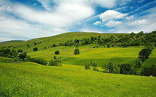 green grassy field over horizon