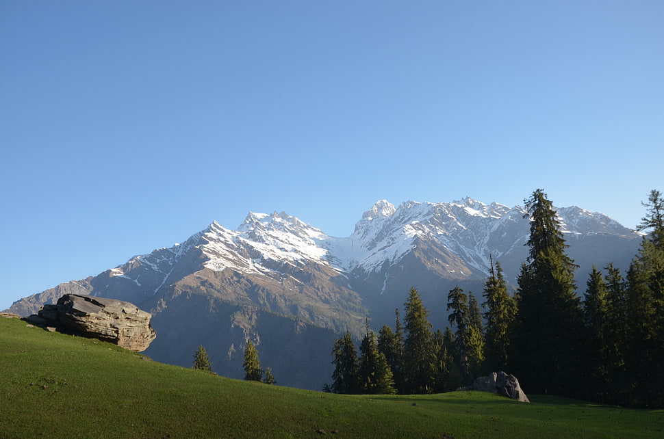 green lawn, mountains, snow, forest, trees HD wallpaper