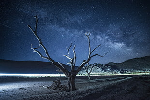 bare tree, night, universe, trees HD wallpaper