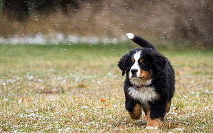 short-coated black, white, and brown puppy, animals, dog, Bernese Mountain Dog