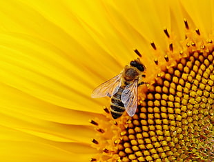 bee on sunflower HD wallpaper