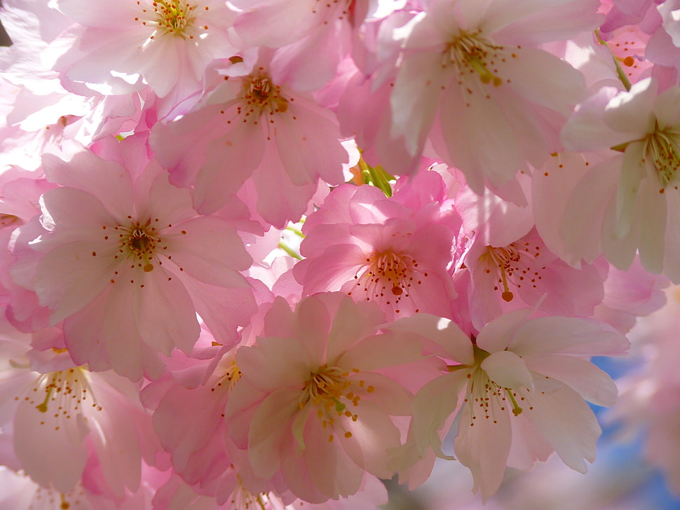 closeup photography of pink-and-white petaled flowers HD wallpaper