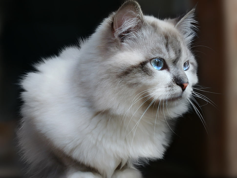 white and gray Persian cat HD wallpaper