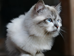 white and gray Persian cat