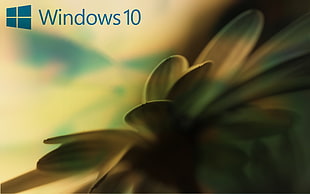 Windows 10 wallpaper illustration