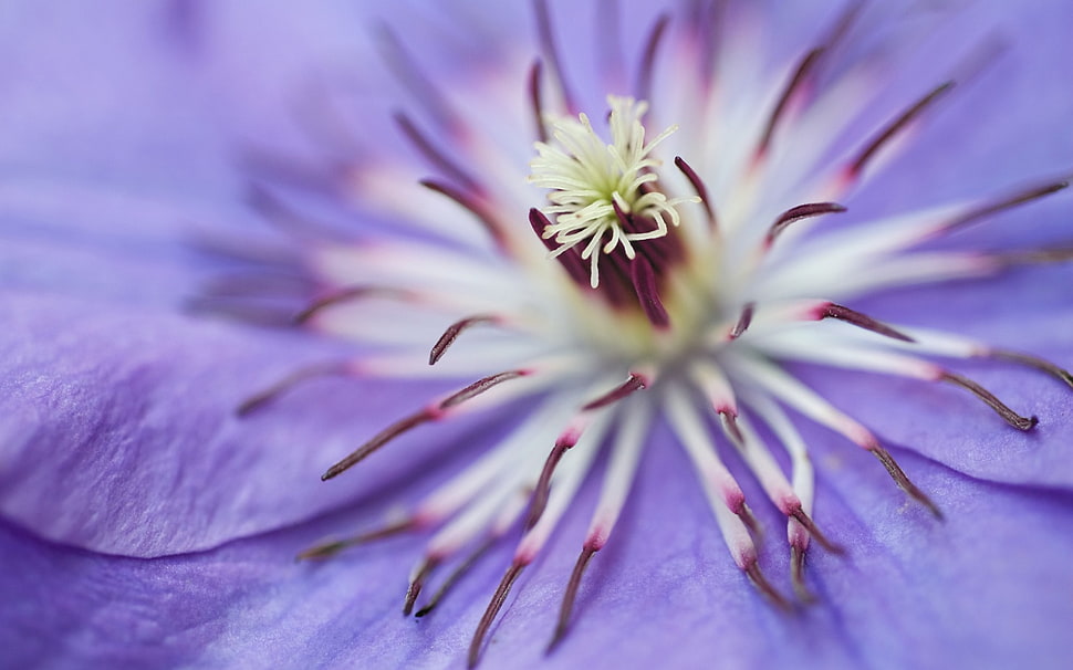 macro photography of purple flower in bloom during daytime HD wallpaper