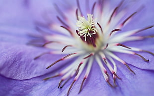 macro photography of purple flower in bloom during daytime