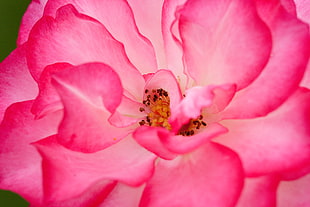 micro photography of  pink flower