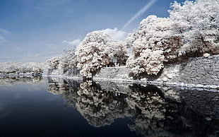 snow covered trees beside body of water under clear blue sky