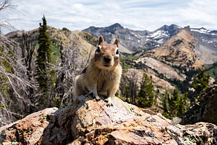 brown squirrel on the top of the brown stone, chipmunk