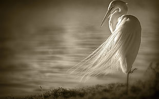 Egret beside body of water