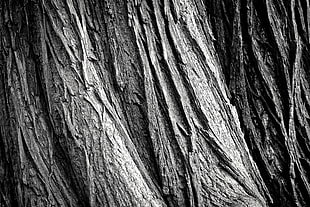 photo of tree branches in grayscale photography