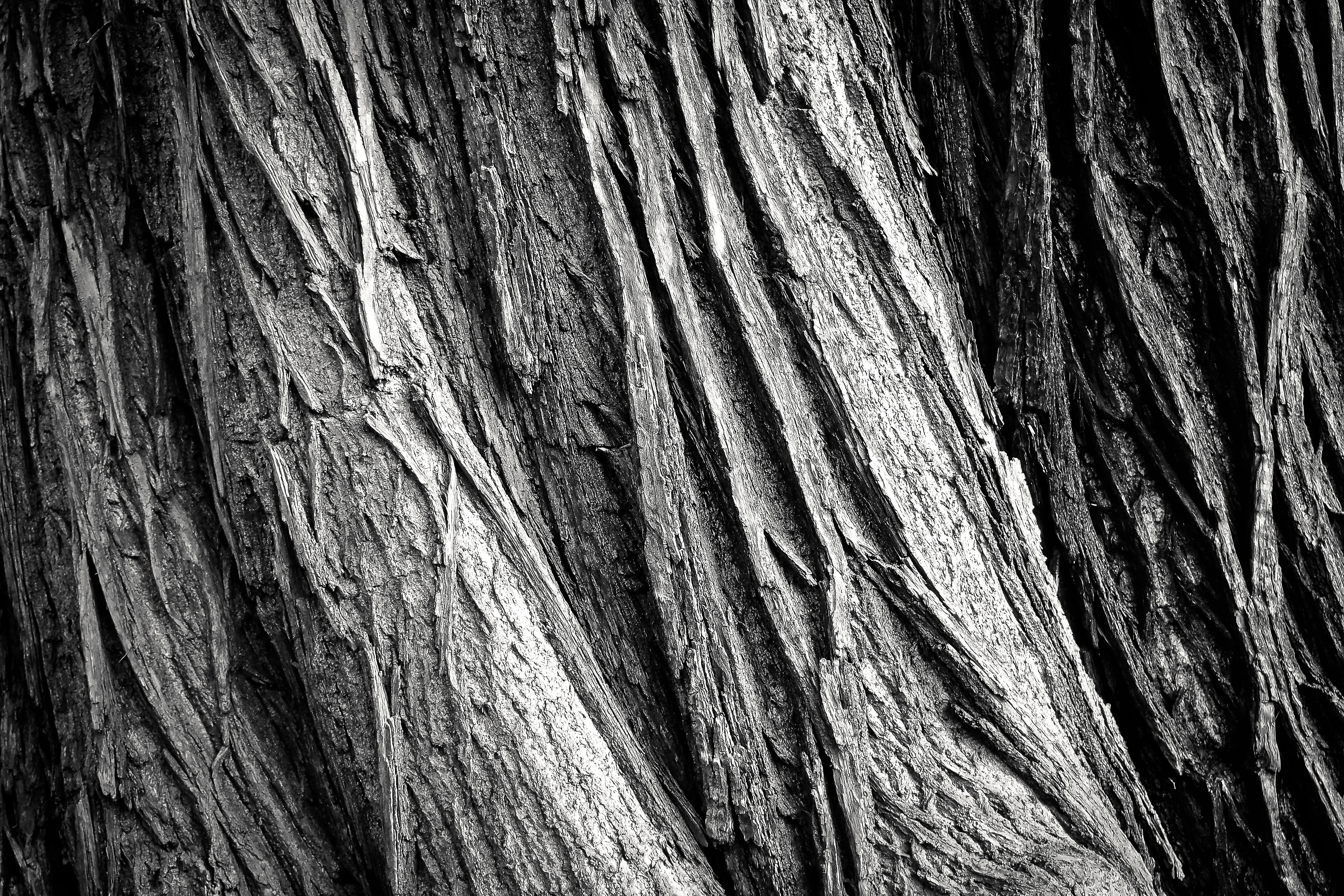 photo of tree branches in grayscale photography