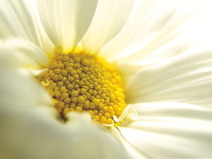 portrait of white daisy