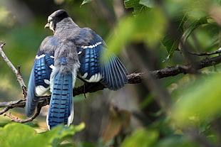 focus photography of Blue Jay perching on tree