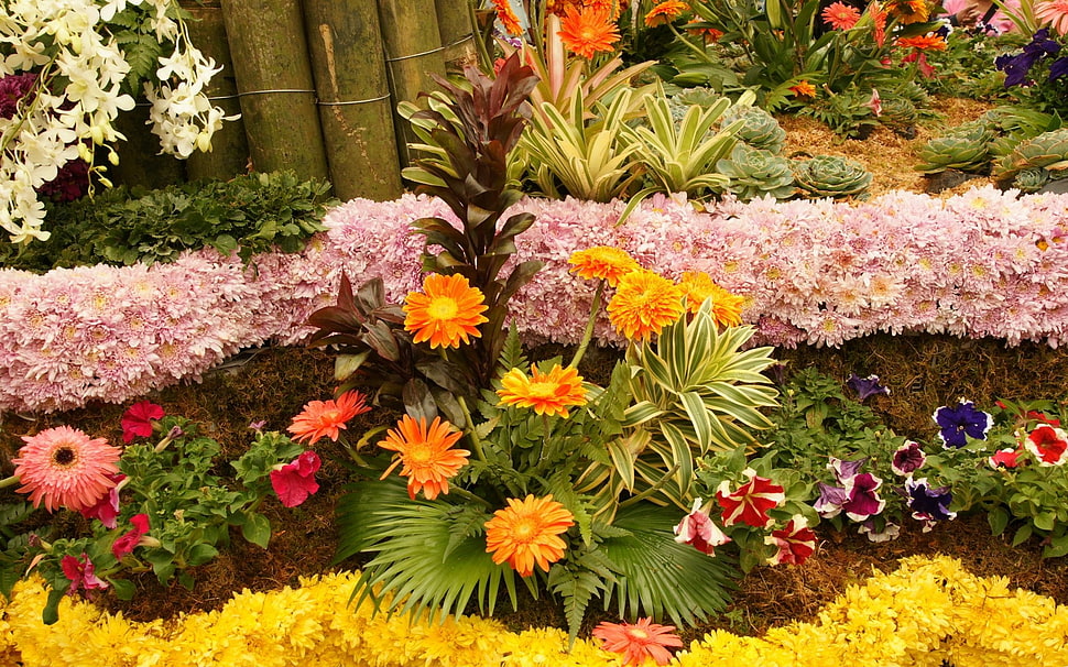 daisies and petunias garden at daytime HD wallpaper