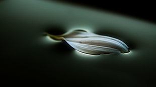 white leaf, petals, macro, water, photography