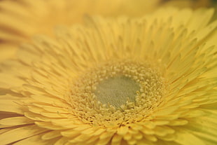 closeup photography of yellow flower