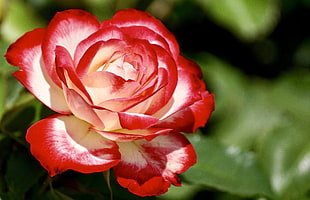 selective focus of red and white Rose with green eaves