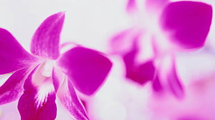 purple-and-white petal flower photo