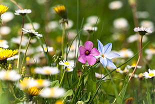 Flowers,  Meadow,  Summer,  Grass HD wallpaper