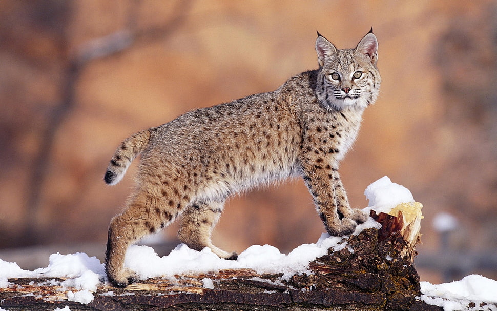 shallow focus photography of Lynx HD wallpaper