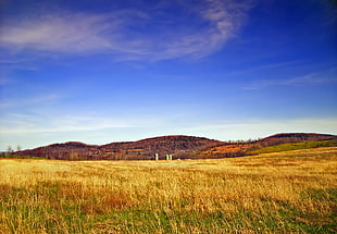 brown and green grass field landscape photo HD wallpaper