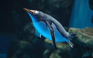 white and black penguin, penguins, birds, underwater