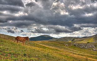 brown horse on grass field under gray clouds at daytime