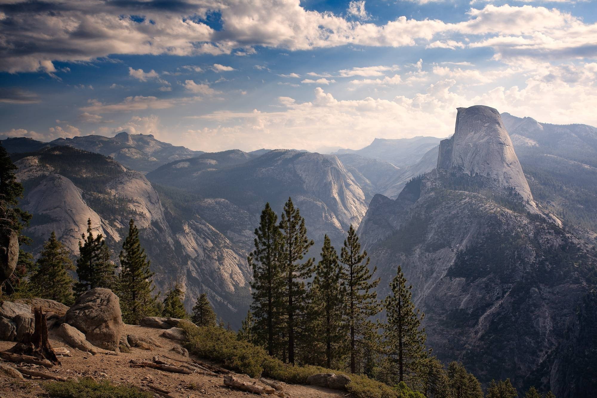 pine trees, nature, landscape, trees, pine trees