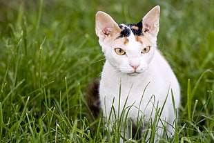 Calico cat on grass