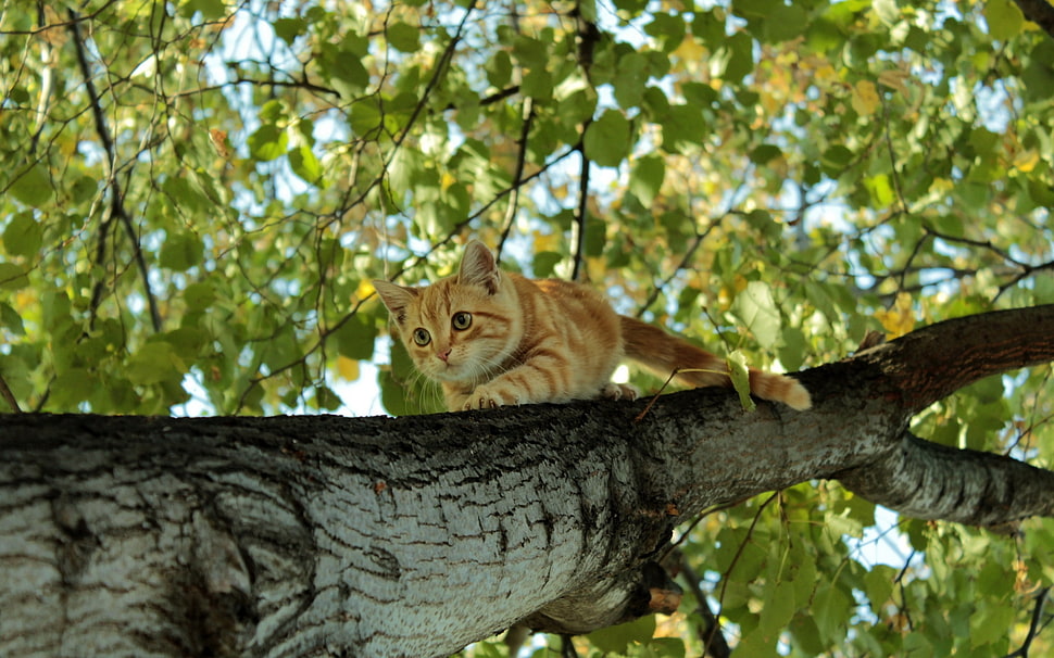 brown tabby cat HD wallpaper