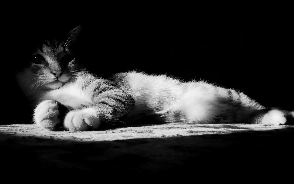 brown tabby kitten grayscale photography HD wallpaper