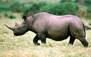 Rhinoceros animal