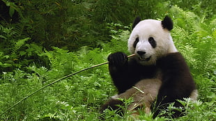 Panda Bear eating bamboo shoots