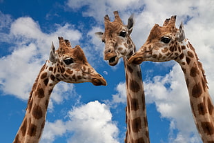 three giraffes face photo HD wallpaper