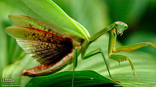 green mantis, animals